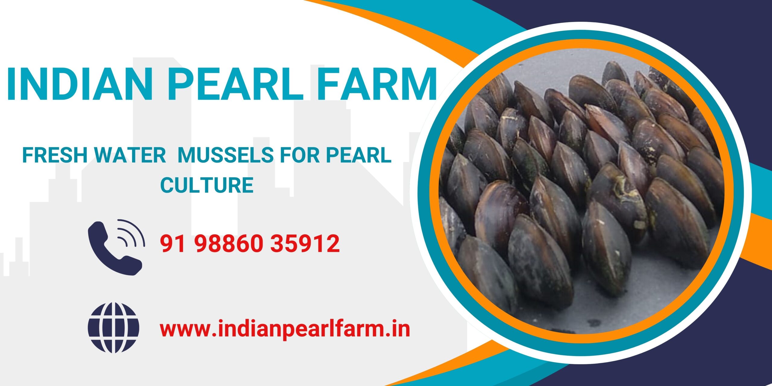 Mussels for Pearl culture