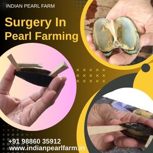 Surgery in Pearl Farming