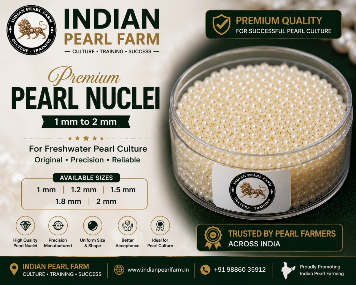 Pearl Nucleus for Pearl farming